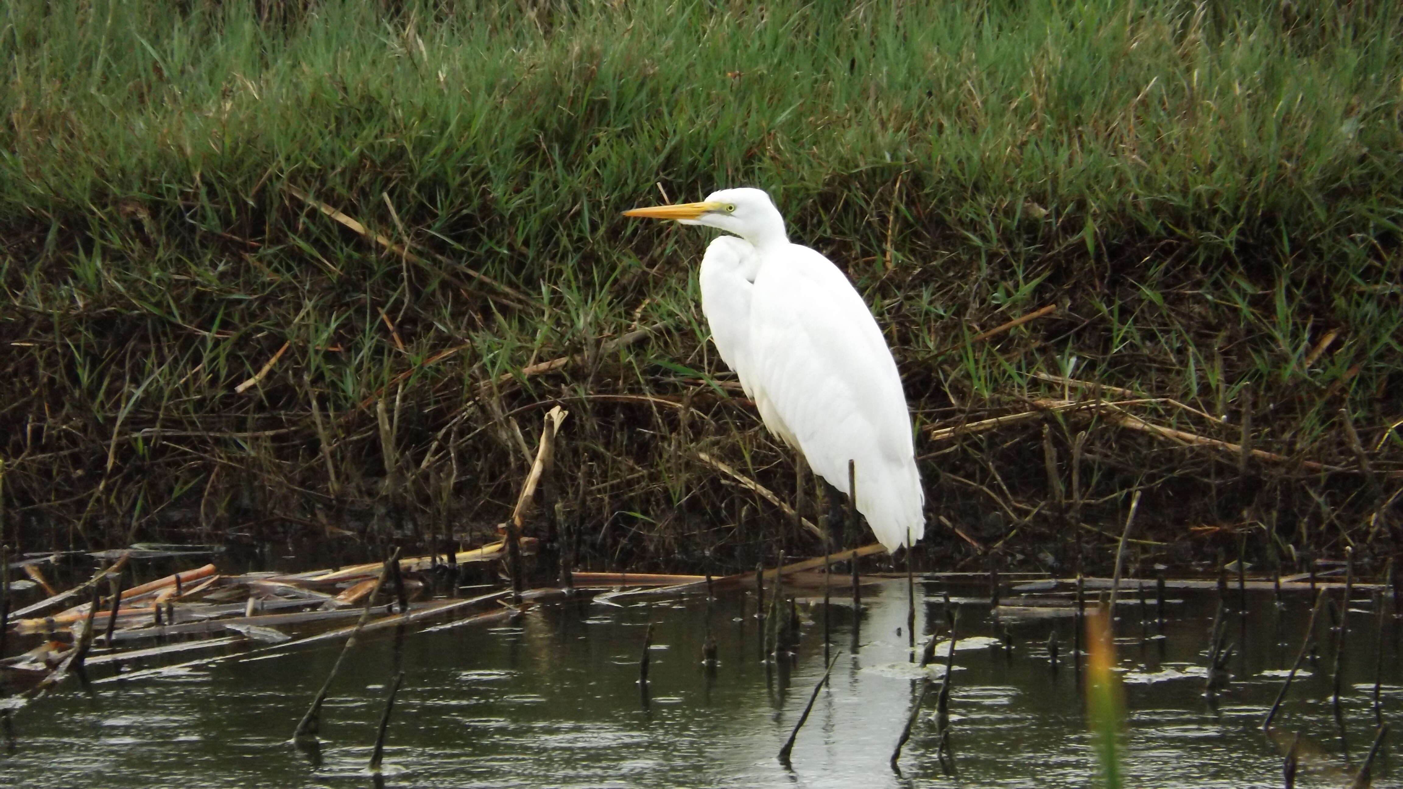 Image of Great Egret