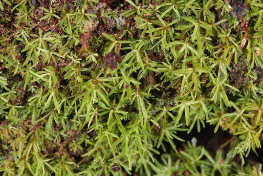 Image of octoblepharum moss