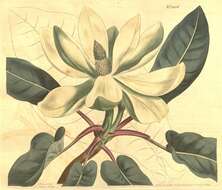 Image of magnolia