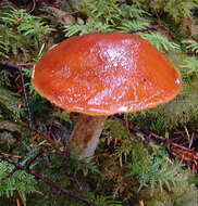 Слика од Cortinarius alpinus Boud. 1895