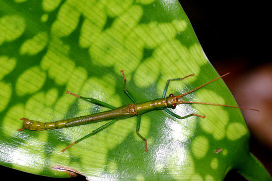 Image of Dajaca monilicornis Redtenbacher 1906