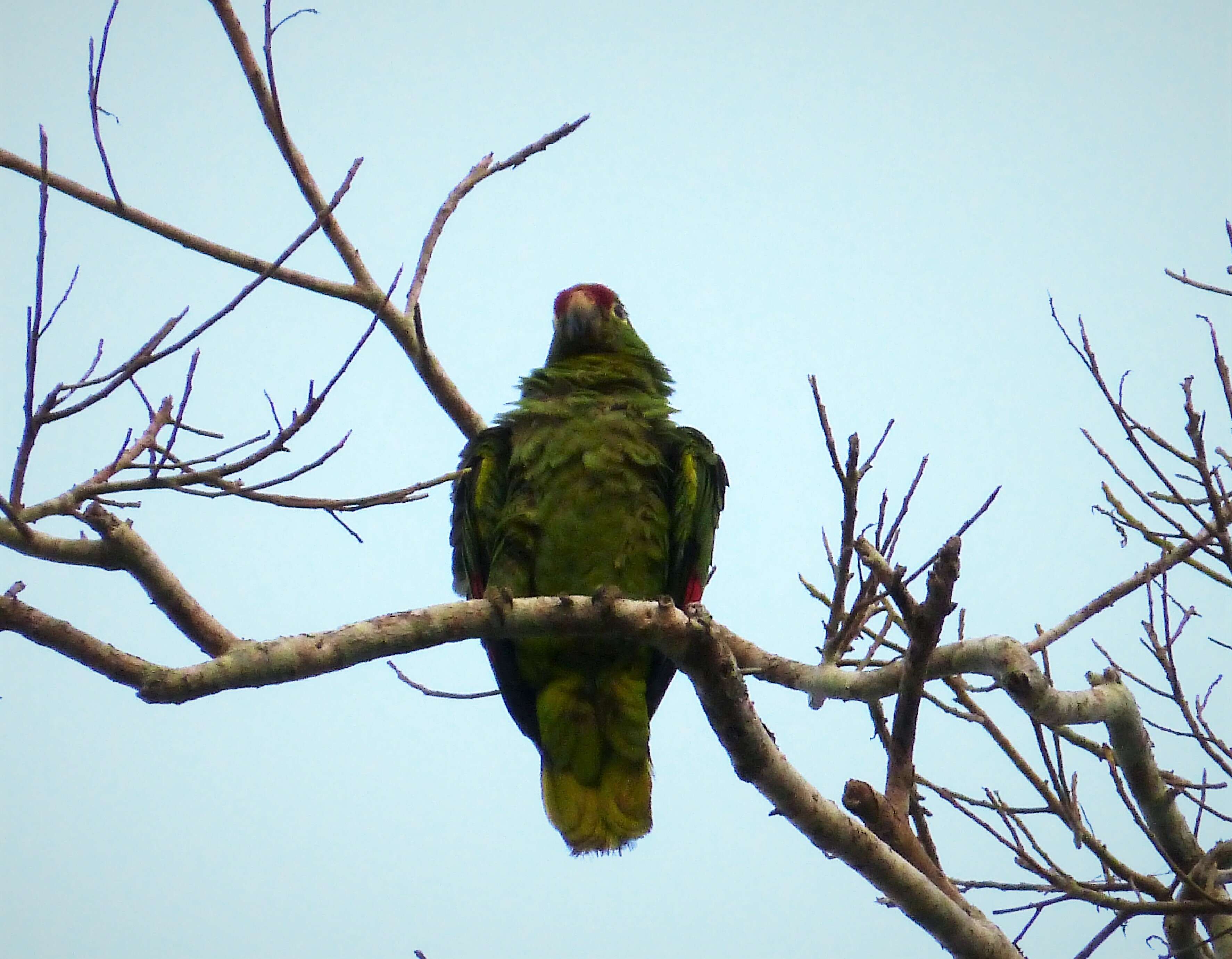 Image of Amazon parrots