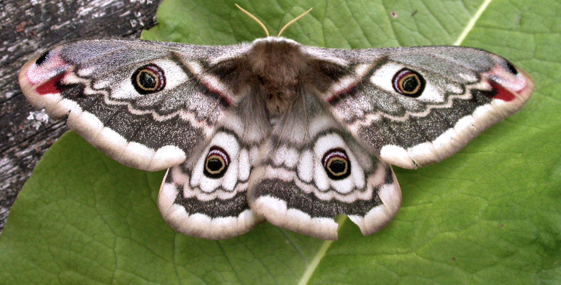 Image of Saturnia subgen. Eudia Jordan 1911