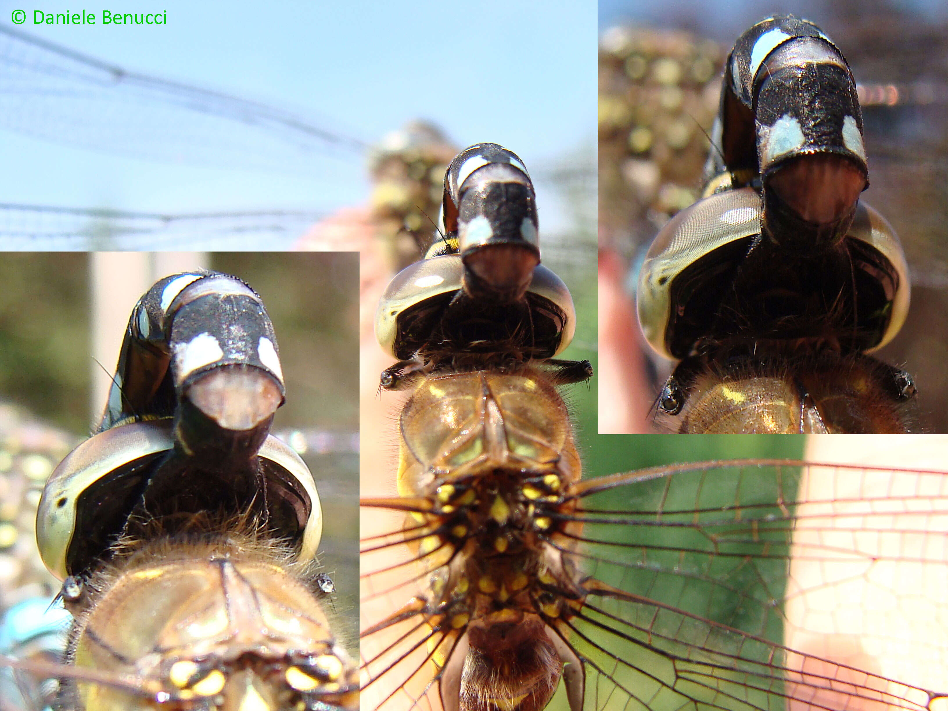 Image of hawker dragonfly