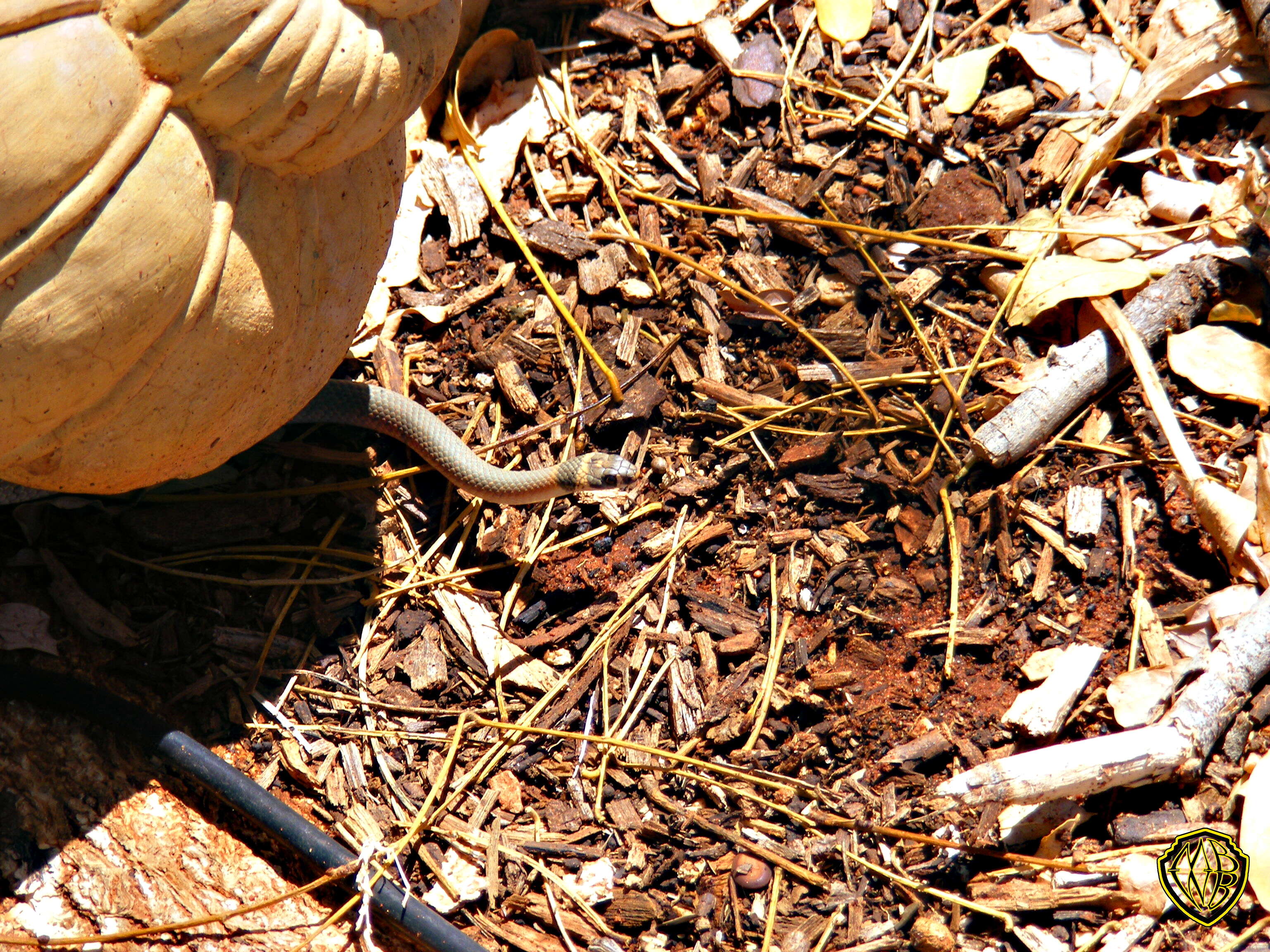 Image of sea snake