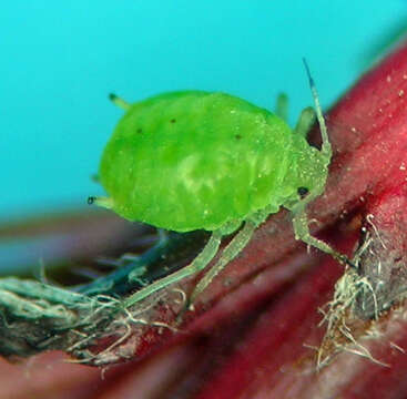 Image of Rhopalosiphum oxyacanthae (Schrank 1801)