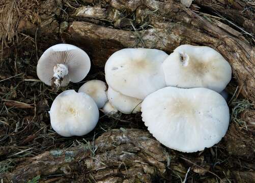 Image of Cyclocybe cylindracea (DC.) Vizzini & Angelini 2014