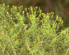 Image of Slender Goldentop