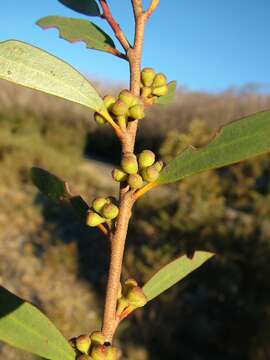 Image of Eucalyptus kybeanensis Maiden & Cambage