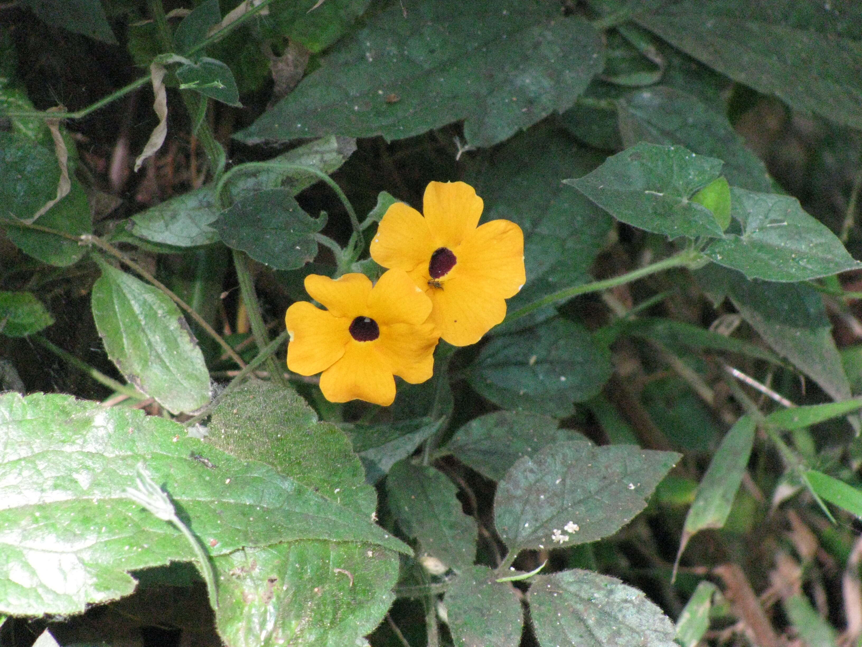 Image of blackeyed Susan vine