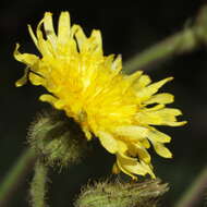 Image de Sonchus