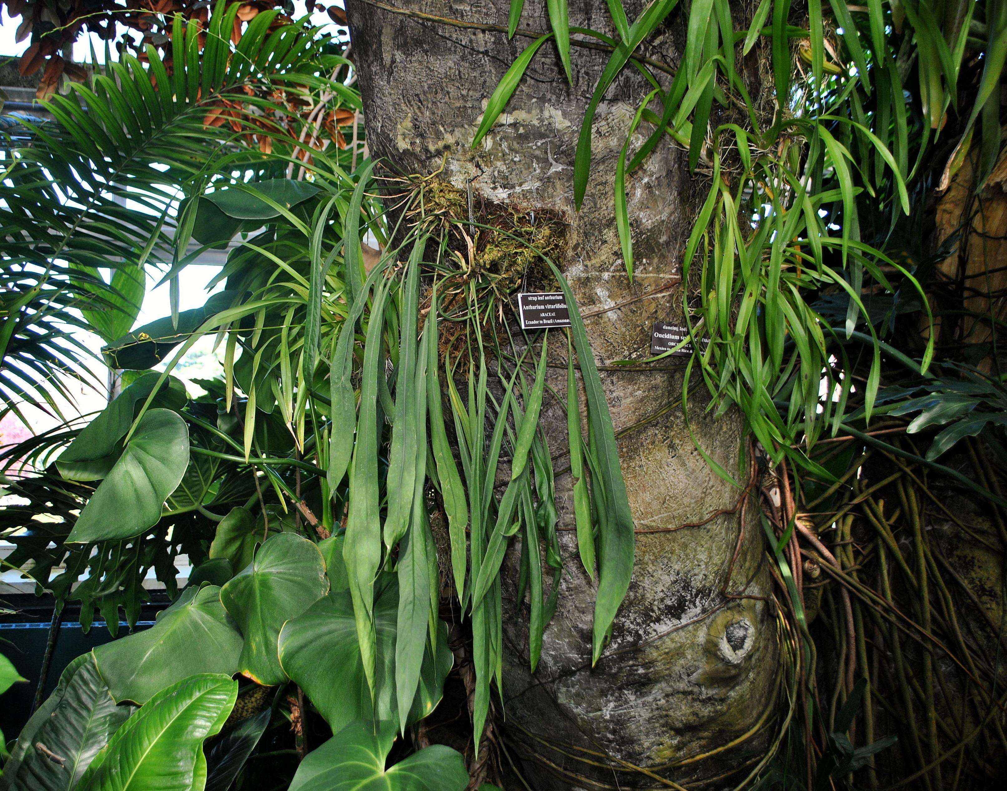 Image of Anthurium vittariifolium Engl.