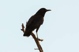 Слика од Corvus capensis Lichtenstein & Mhk 1823