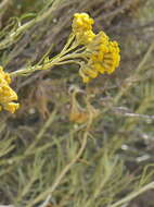 صورة Helichrysum italicum (Roth) G. Don fil.