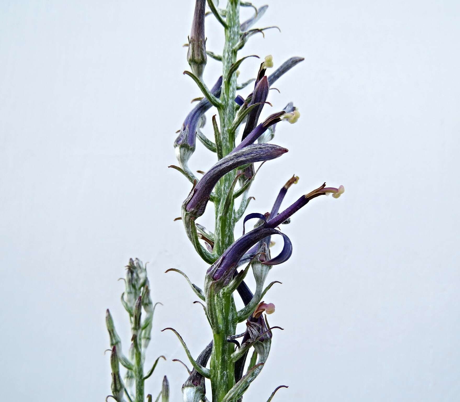 Image de Lobelia hypoleuca Hillebr.