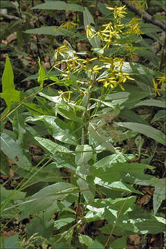 Image of Senecio ovatus subsp. ovatus