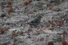 Image of Two-barred Crossbill