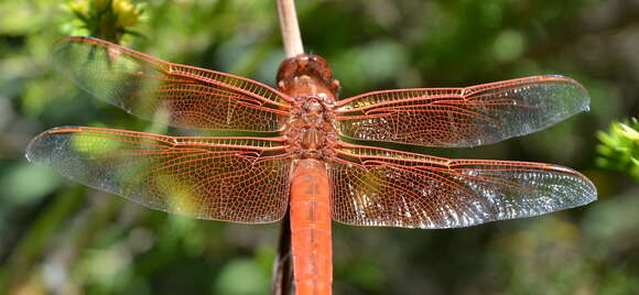 Image of Flame Skimmer