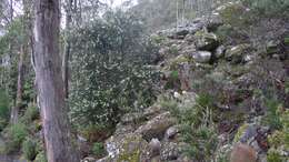 Image of Hakea lissosperma R. Br.