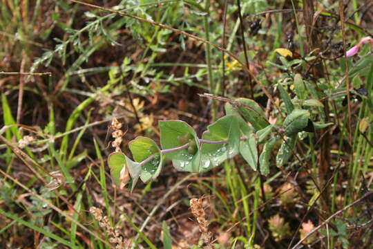 Image of honeysuckle