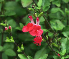 Salvia microphylla Kunth resmi