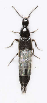 Image of Philonthus (Philonthus) jurgans Tottenham 1937