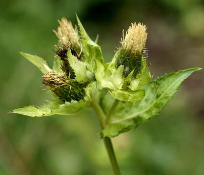 Image of Cabbage Thistle