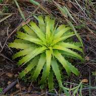 Image of Dyckia lunaris Leme