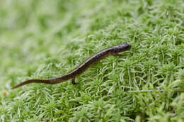 Image of Brook salamander