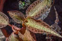 Image of Goodyera reticulata (Blume) Blume