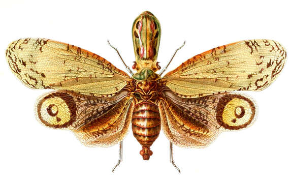 Image of Lantern Fly