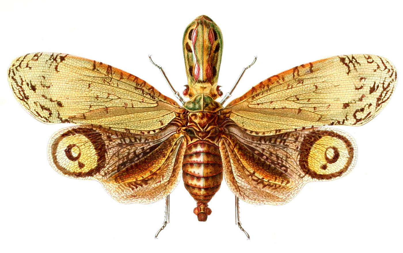 Image of lanternfly