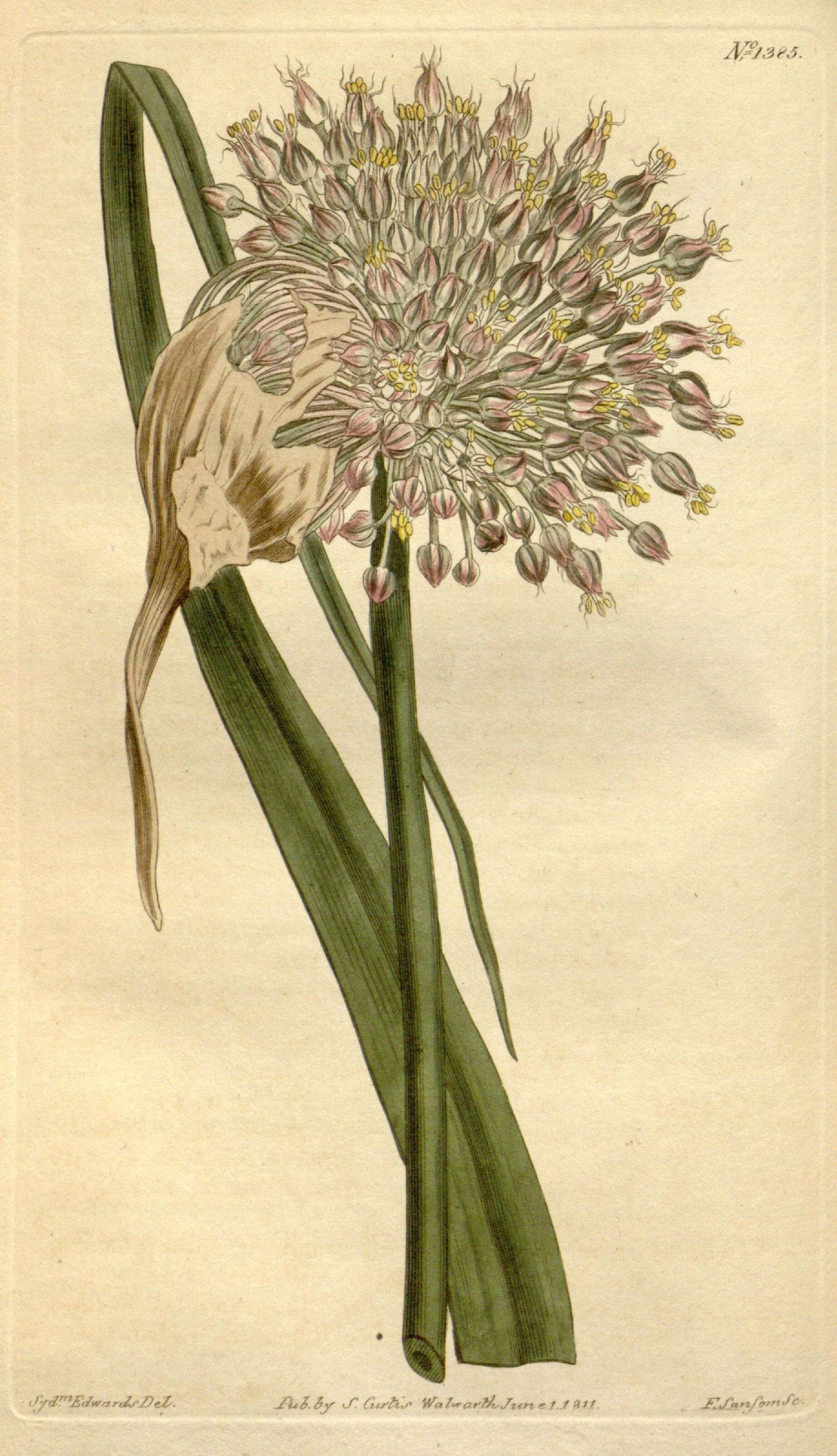 Image of Amaryllidaceae