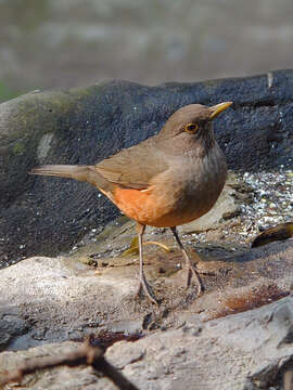 Image of Rufous-bellied Thrush