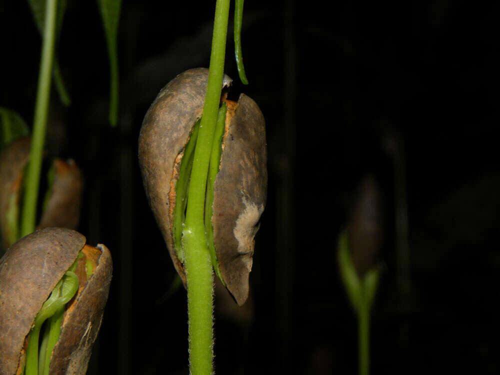 Image of Protium pecuniosum Daly