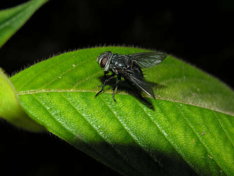 Image of Florida trema