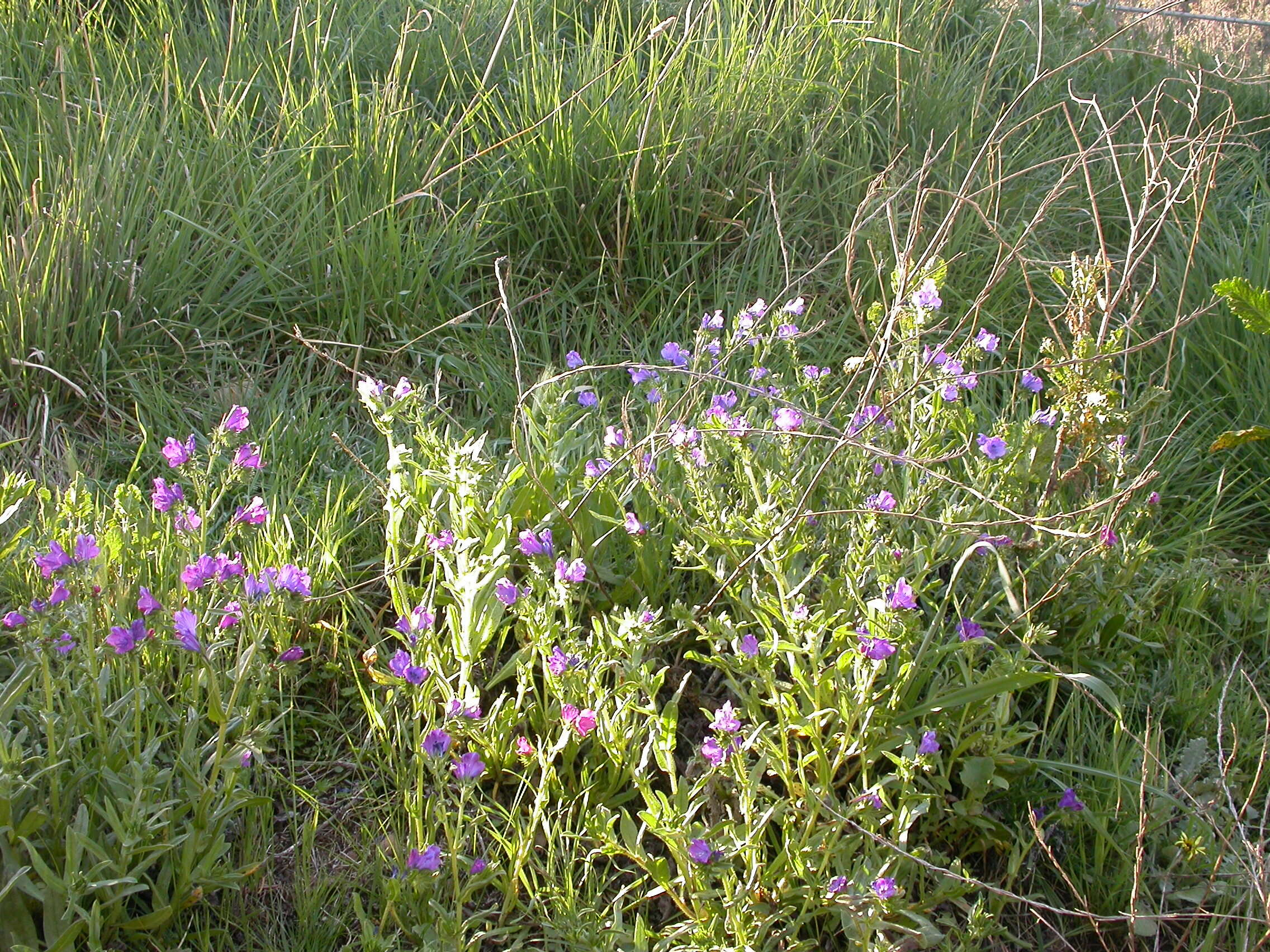 Image of viper's bugloss