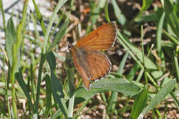 Image of Mariposa Copper