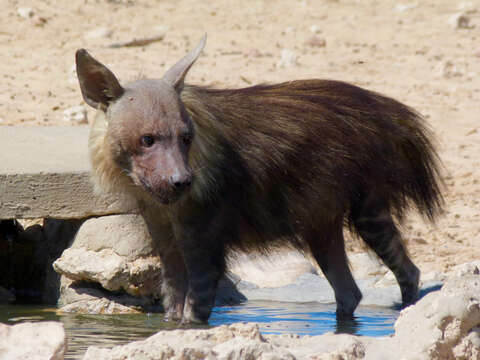 Image of Brown Hyena -- Brown Hyaena