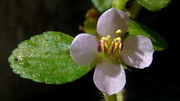 Image of Acisanthera hedyotidea (C. Presl) Triana