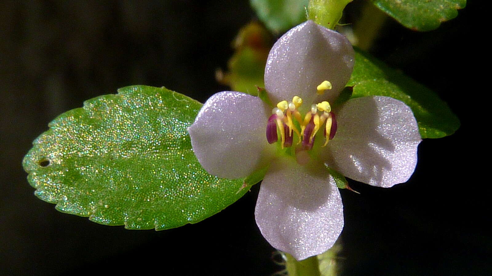 Image of Acisanthera hedyotidea (C. Presl) Triana