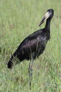 Image of African Openbill