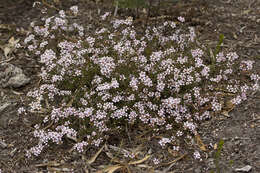 Image of Euryomyrtus ramosissima (A. Cunn.) Trudgen