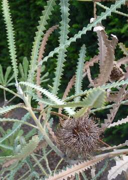 Imagem de Banksia candolleana Meissn.