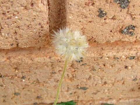 Image de Tridax