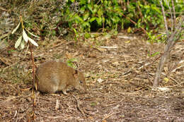 Image of short-nosed bandicoot