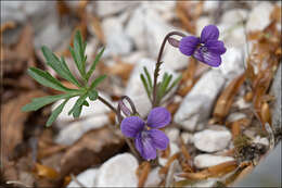 Image of Viola pinnata L.