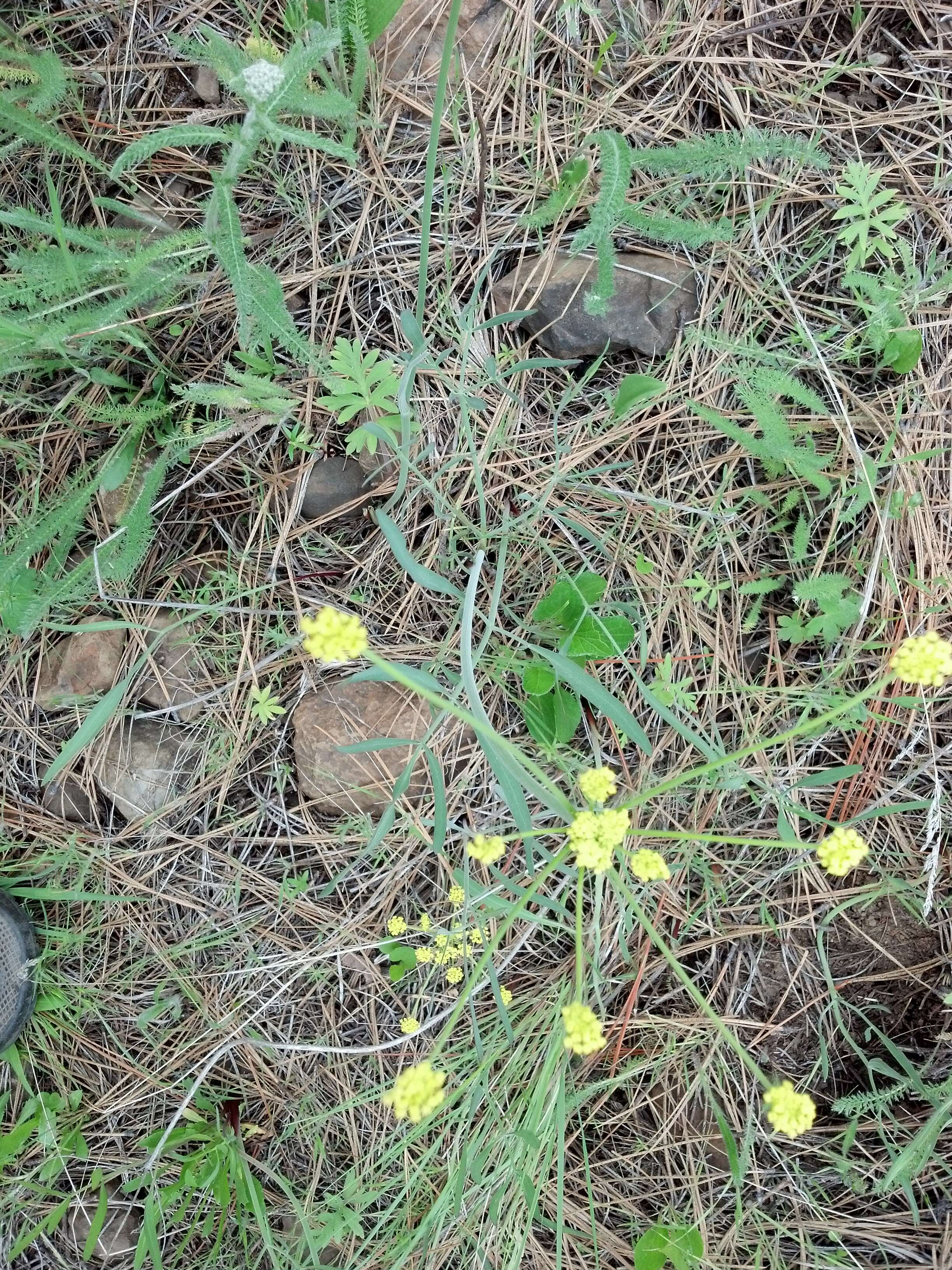 Image of Great Basin desertparsley