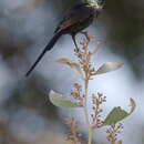 Image of Bronze Sunbird