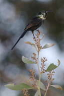 Image of Bronze Sunbird